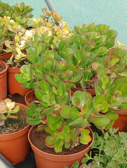 Planta Jade adulta rodeada por plantas similares de menor tamaño