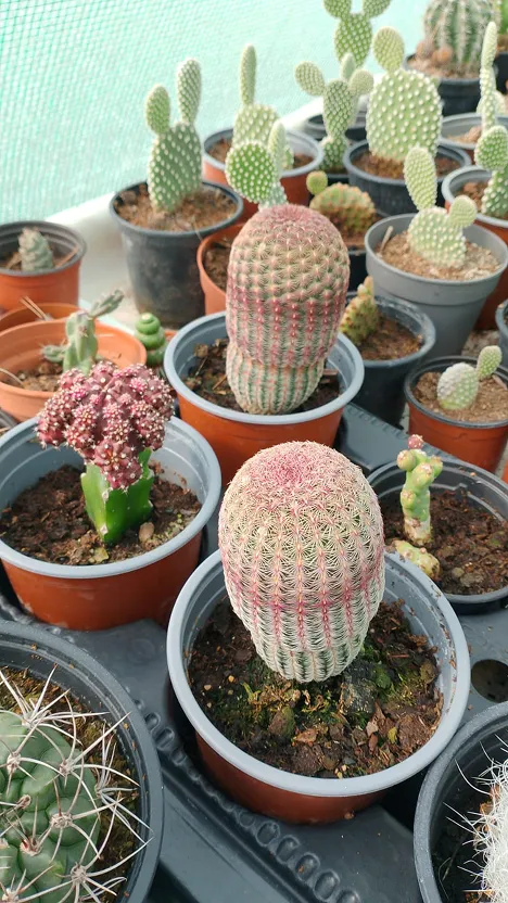 Diferentes variedades de cáctus y suculentas en diferentes tamaños plantados en el sustrato de Roraima Jardines