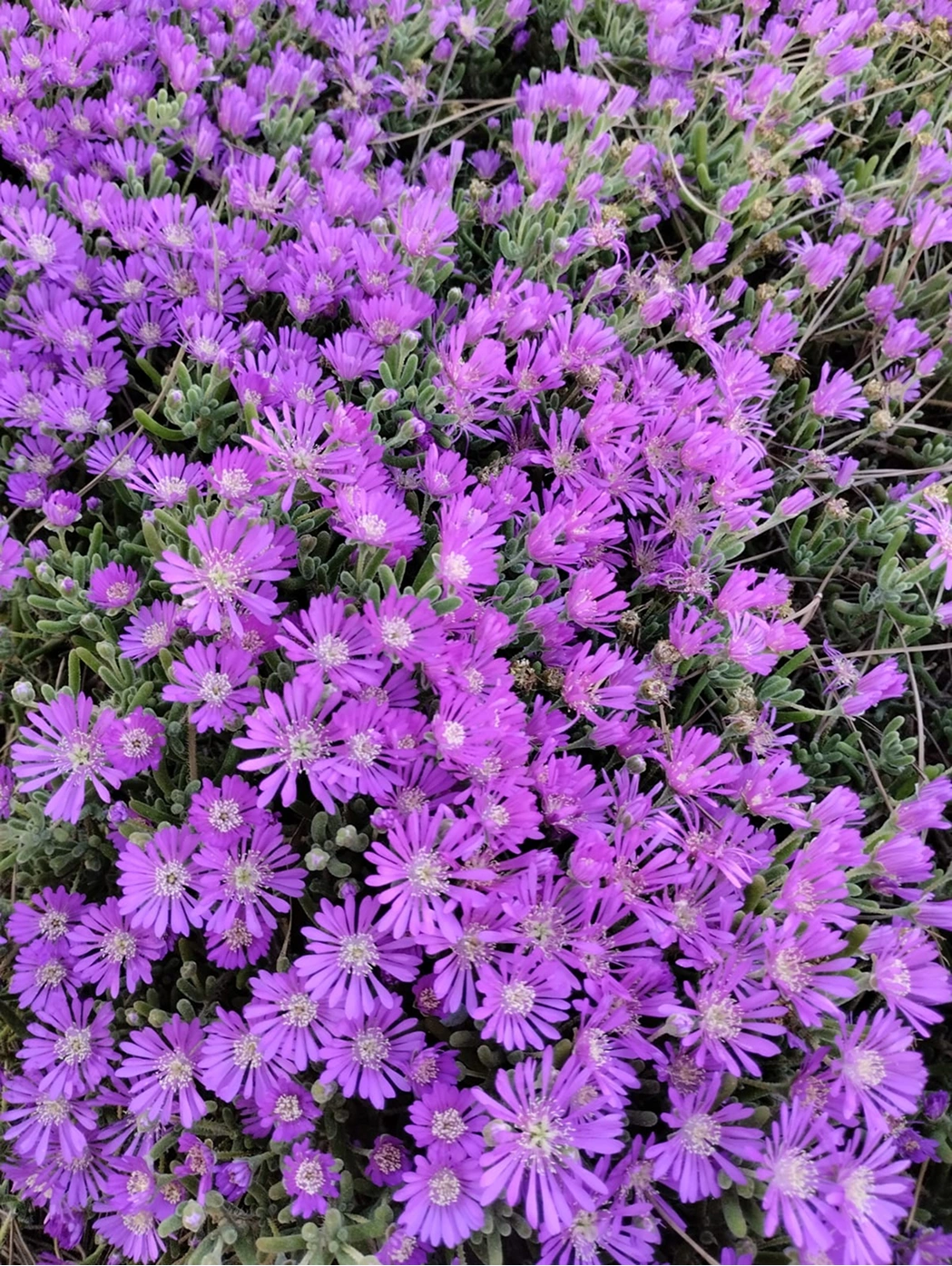 Primer plano de las flores violetas de las plantas Mesen