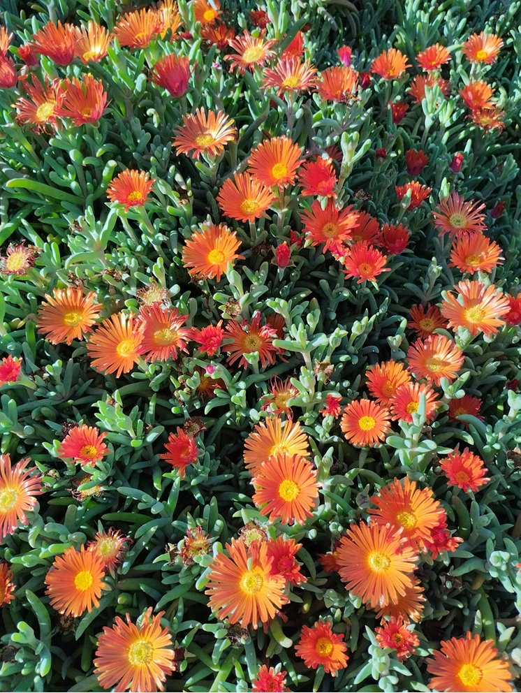 Primer plano de las flores violetas de las plantas Mesen