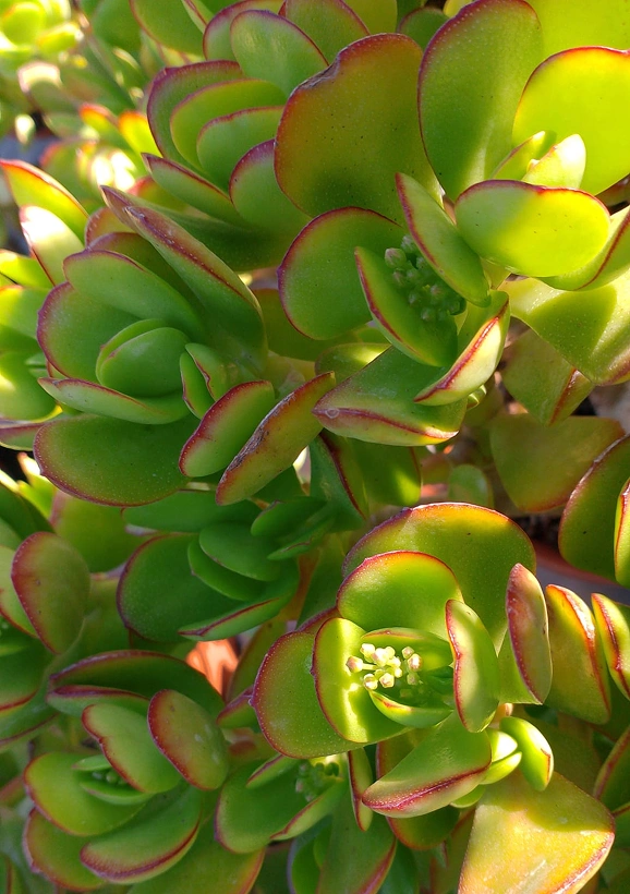 Primer plano de las hojas de una planta Jade con los bordes rojizos