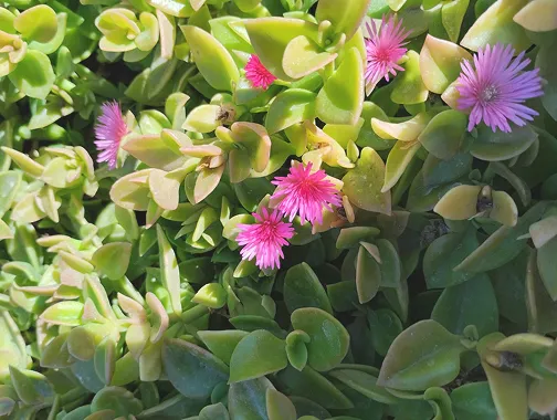 Una planta aptenia con flores rosadas de cerca