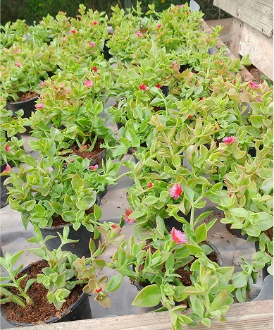 Varias plantas aptenias floreadas de tamaño mediano