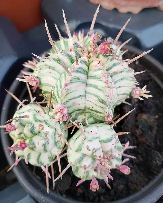 Suculenta Euphorbia Meloformis de la variedad 'Variegata'